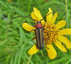Mannophorus laetus