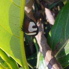 Membracis foliatafasciata