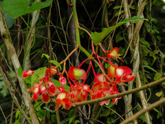 Begonia radicans
