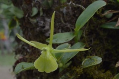 Epidendrum platychilum