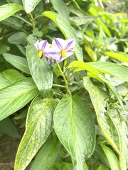 Solanum muricatum