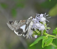 Melipotis famelica