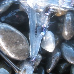 Argyropelecus hemigymnus