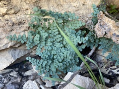 Argyrochosma microphylla