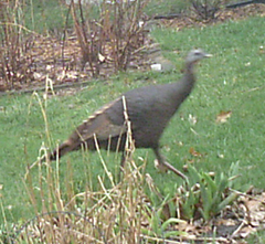 Meleagris gallopavo