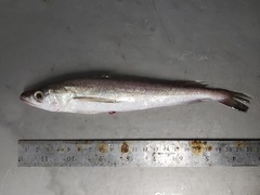 Merluccius bilinearis