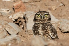 Athene cunicularia hypugaea