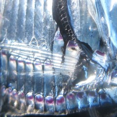 Argyropelecus hemigymnus