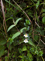 Euphrasia transmorrisonensis