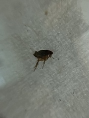 Siphonaptera
