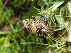 Bombus sonani