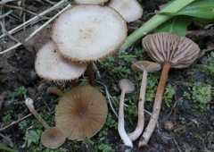 Laccaria laccata pallidifolia