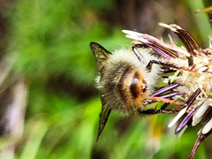Bombus sonani
