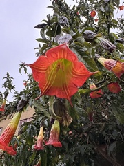 Brugmansia sanguinea