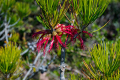 Melaleuca granitica
