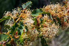Hakea amplexicaulis