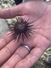 Euechinoidea