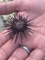 Euechinoidea