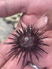 Euechinoidea