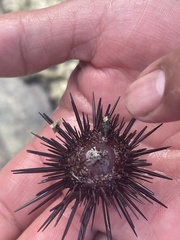Euechinoidea