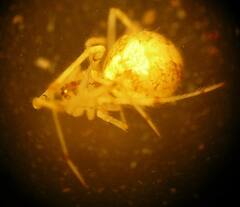 Theridion varians