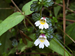 Euphrasia transmorrisonensis