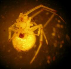 Theridion varians