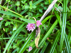 Persicaria runcinata