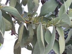 Phoradendron quadrangulare