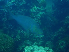 Lethrinus nebulosus