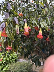 Brugmansia sanguinea