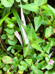 Persicaria runcinata