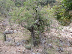 Ferocactus histrix