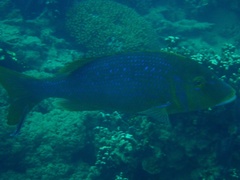 Lethrinus nebulosus
