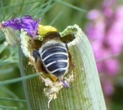 Megachile montivaga