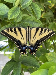 Papilio rutulus