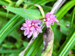 Persicaria runcinata