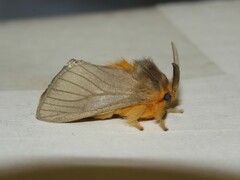 Thoscora pellucida