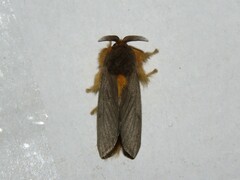 Thoscora pellucida