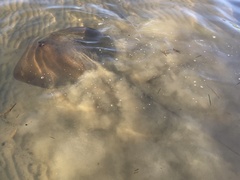 Hemitrygon fluviorum
