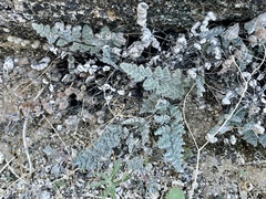 Myriopteris parryi