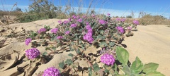 Abronia villosa villosa