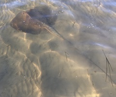 Hemitrygon fluviorum