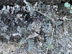 Myriopteris parryi
