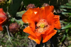 Opuntia megapotamica
