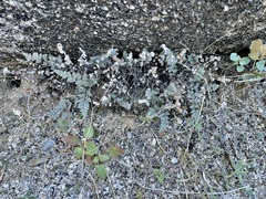 Myriopteris parryi