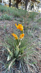 Chloraea alpina