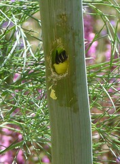 Megachile montivaga