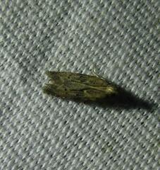 Hypatima