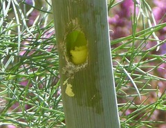 Megachile montivaga